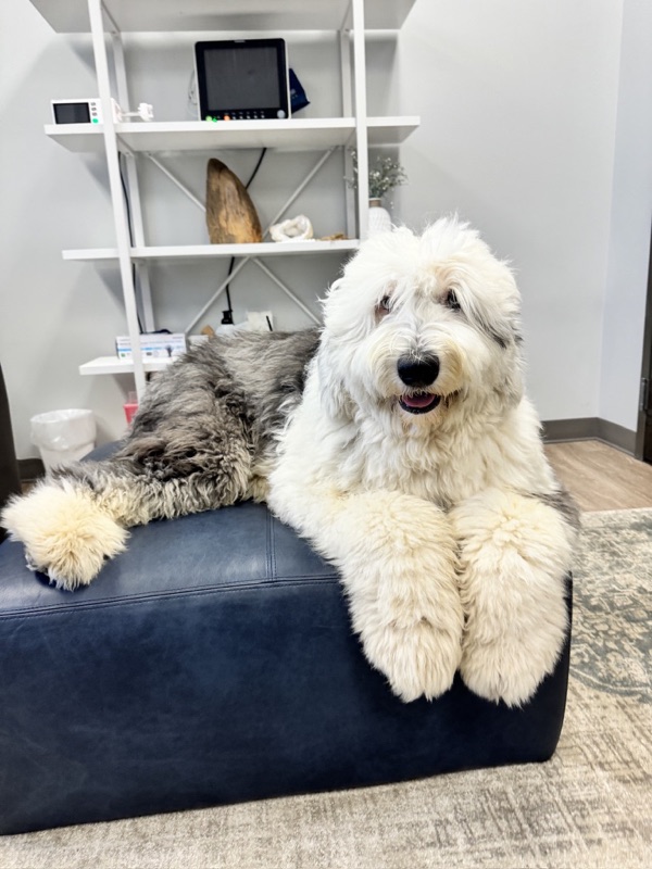 Walter White, therapy dog and Director of Hugs